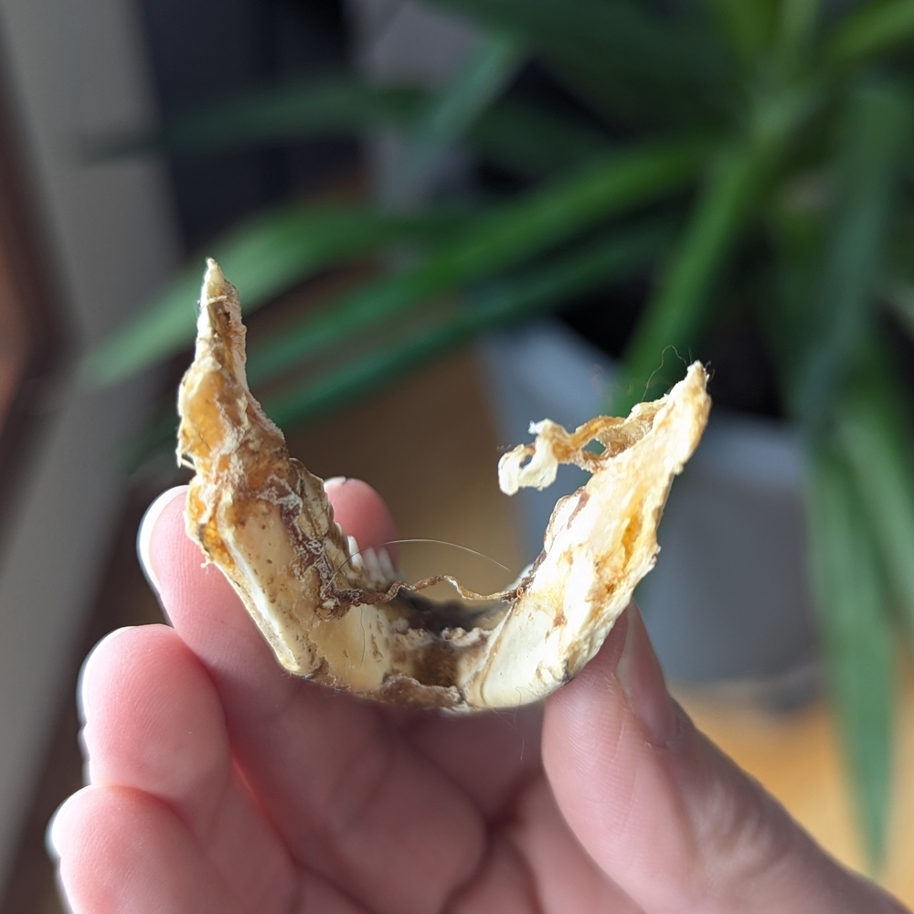 Lower Jawbone of Animal - Small, Possibly Raccoon, Oddity, Skeleton - Picture 6 of 12